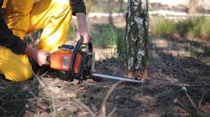 Best Stump Grinding and Removal  in Elsa, TX