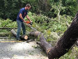 Best Tree Preservation Services  in Elsa, TX