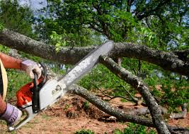 Best Commercial Tree Services  in Elsa, TX