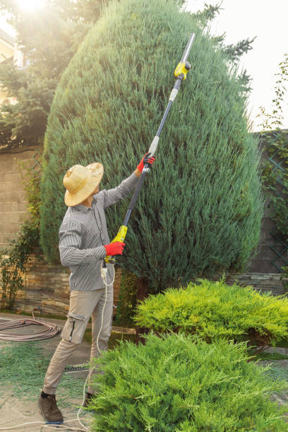 Best Lawn Maintenance Plans  in Elsa, TX