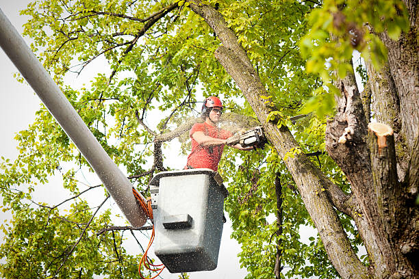 Best Storm Damage Tree Cleanup  in Elsa, TX